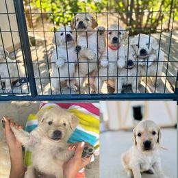Golden Retriever Puppies from K5 Dog Services