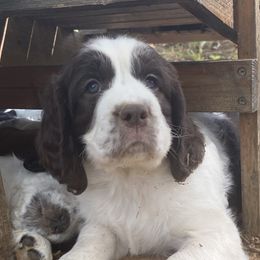 Mud Puddle - Liver and white English Springer Spaniel puppy in Alabama from Blackberry Pond Springer Spaniels