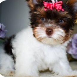 Biewer Terriers and Yorkshire Terriers from Skyridge Puppies