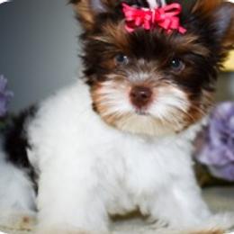 Biewer Terriers and Yorkshire Terriers from Skyridge Puppies