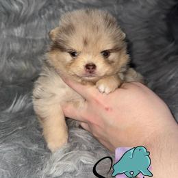 Storm - Chocolate merle female Pomeranian puppy in Perry County, Ohio from Speechless Pom’s