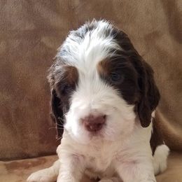 English Springer Spaniel Puppies from Rocky Mountain Springer Spaniels