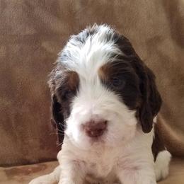 English Springer Spaniel Puppies from Rocky Mountain Springer Spaniels
