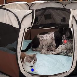 Labradoodle Puppies from Silver Acorn Doodles