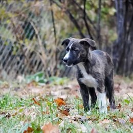 Mavuika - Brindle female Border Collie puppy in Paola, Kansas from New Dawn Border Collies
