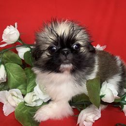 Pekingese Puppies from Crawford Ranch Canines