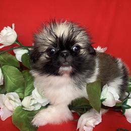 Pekingese Puppies from Crawford Ranch Canines