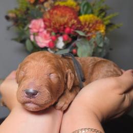 Cinno-Man (black collar) - Red  male Poodle puppy in Plainfield, New Jersey from Caris Paws Poodles and Labradoodles