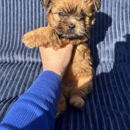 Cider - Red male Shih Tzu puppy in East Haven, Connecticut from Adam & Eve Pups CT