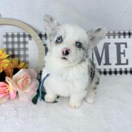 Periwinkle - Blue merle and white female Cardigan Welsh Corgi puppy in San Diego ,Ca, California from SoCal Native Corgis