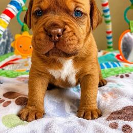 Red collar girl - Fawn female Dogue de Bordeaux puppy in Folsom, California from Santacera Dogue de Bordeaux