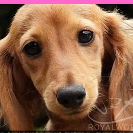 Sherry - 3850 - Red female Dachshund puppy in Inverness, Florida from Royalworth Kennel