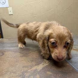 Dreamboat - Dapple male Dachshund puppy in Irving, Texas from DFW Dachshunds by G & S