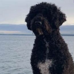 Portuguese Water Dogs from Glory PWDS