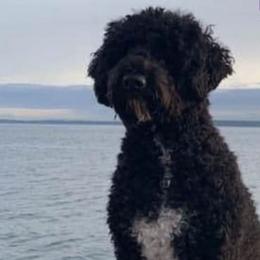Portuguese Water Dogs from Glory PWDS