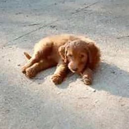 Goldendoodles from My Doodle Caboodles