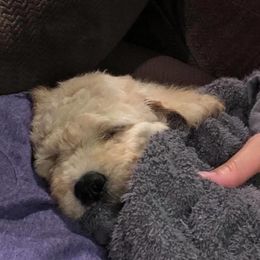 Goldendoodle Puppies from Sugar River Doodles