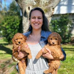 Goldendoodle Puppies from Edgewater Doodles