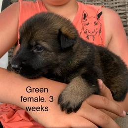 S litter - Black female German Shepherd puppy in Effingham County, Illinois from Delaney Working Dogs