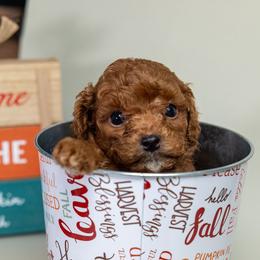 Red Boy 1 AKC - Red  male Poodle puppy in Miami, Florida from JF Kennels Miniature & Toy Poodles