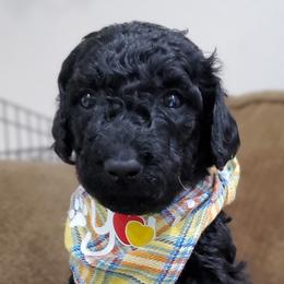 Sesame - Black Labradoodle puppy in Siloam Springs, Arkansas from Siloam Doodles