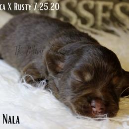 Miniature Australian Shepherd and Toy Australian Shepherd Puppies from TK Mini & Toy Aussies