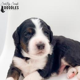 D'Angelo - male Australian Mountain Doodle puppy in Tipton, Indiana from Country Creek Doodles