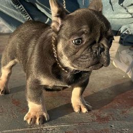 French Bulldogs and Poodles from Underground kennels