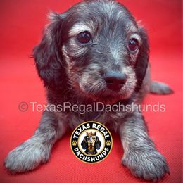 Espresso - Cream female Dachshund puppy in Houston, Texas from Texas Regal Dachshunds LLC