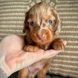 Chocolate Dapple Boy 1 - Dapple male Dachshund puppy in North Port, Florida from Jessica Louise Dachshunds