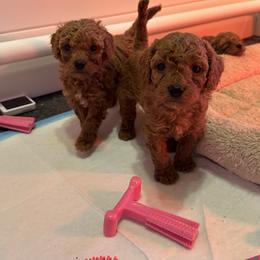 Cavapoo Puppies from Teddy Bear Doodles