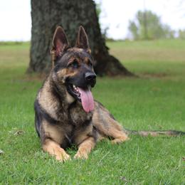 Thor - German Shepherd