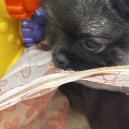 Pomeranian Puppies from Bougie Pomz