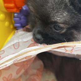 Pomeranian Puppies from Bougie Pomz