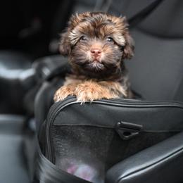 Havanese Puppies from Havana Suites Havanese