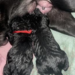 Cane Corso Puppies from Bellissima Cala Cane Corso