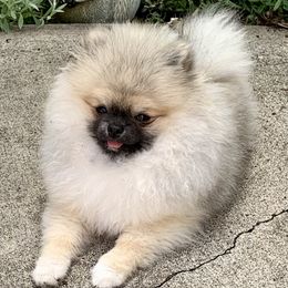 Oliver (Ollie) - Pomeranian