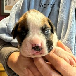 Asher - Fawn male Boxer puppy in Elyria, Ohio from Just-A-Wyn Boxers
