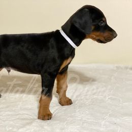 Doberman Pinscher Puppies from European Dobermans