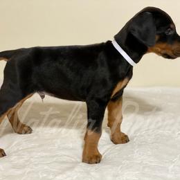 Doberman Pinscher Puppies from European Dobermans