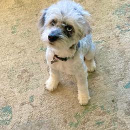 Dory - Aussiedoodle