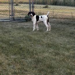 Callisto - White and liver male German Shorthaired Pointer puppy in Ulen, Minnesota from North Wind Gundogs