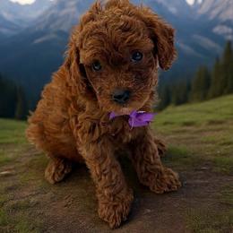 Marko - Red  male Goldendoodle puppy in Mint Hill, North Carolina from DoodleForever
