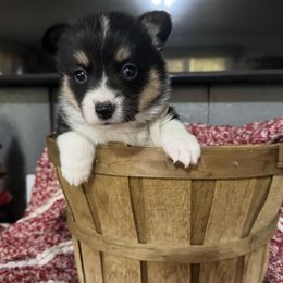 Sebastian - Black and tan male American Corgi puppy in Post Falls, Idaho from Splootin’ around Corgi’s