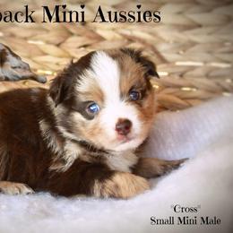Cross - Red merle male Australian Shepherd puppy in Ranger, Texas from Outback Mini Aussies
