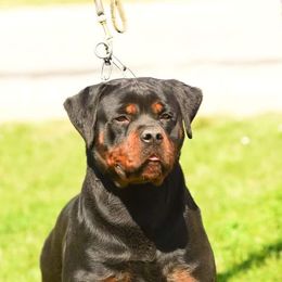Tally - Rottweiler