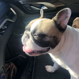 Felicia  - French Bulldog