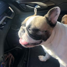 Felicia  - French Bulldog