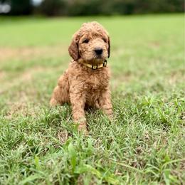 Meadow (yellow) - Apricot female Goldendoodle puppy in Hutto, Texas from Crystal's Goldendoodles