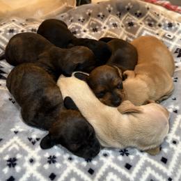Dachshund puppies from Western Weens